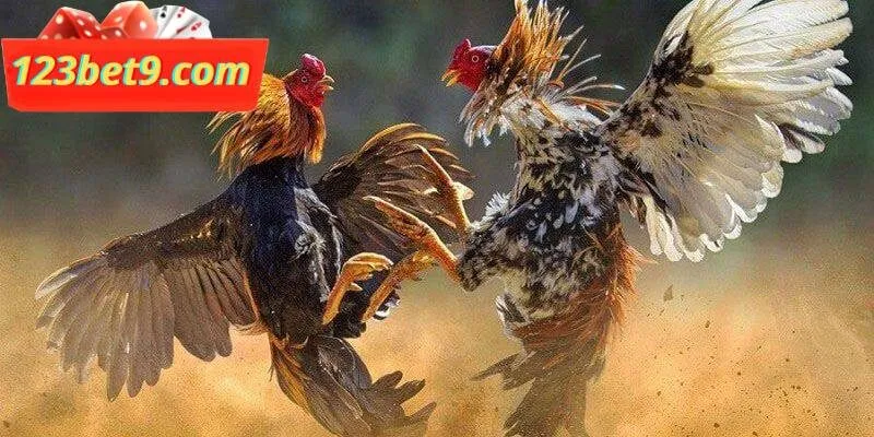 Cược chọi gà có chiến thuật